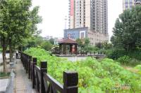 金芙蓉岳塘映象实景图6